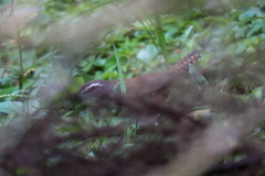 Cantorchilus modestus