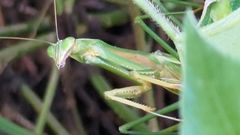 Tenodera aridifolia