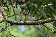 Vermivora chrysoptera