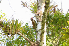 Colaptes rubiginosus