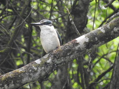 Todiramphus sanctus vagans