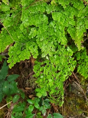 Adiantum andicola