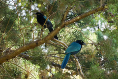 Cyanocorax melanocyaneus