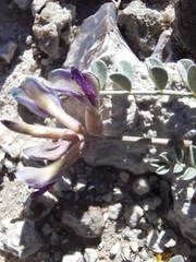 Astragalus amphioxys