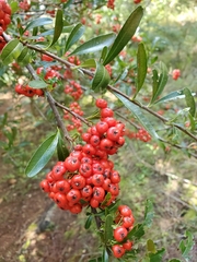 Pyracantha