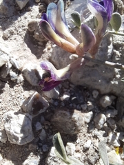 Astragalus amphioxys