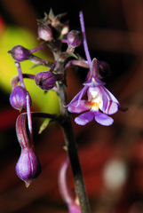 Calanthe ceciliae