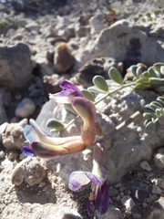 Astragalus amphioxys