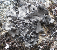 Umbilicaria cylindrica