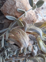 Astragalus amphioxys