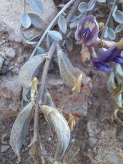 Astragalus amphioxys