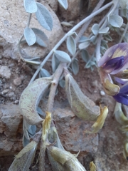 Astragalus amphioxys