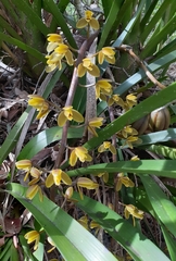 Cymbidium madidum