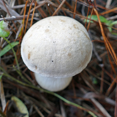 Tylopilus rhoadsiae