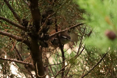 Cantorchilus modestus