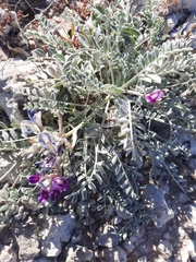 Astragalus amphioxys