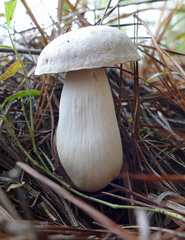 Tylopilus rhoadsiae
