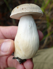 Tylopilus rhoadsiae