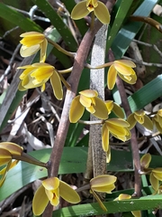 Cymbidium madidum