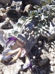 Astragalus amphioxys