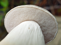 Tylopilus rhoadsiae