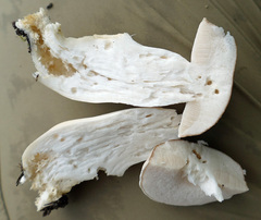 Tylopilus rhoadsiae