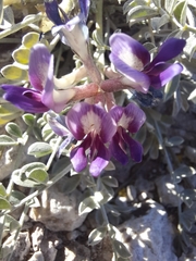 Astragalus amphioxys