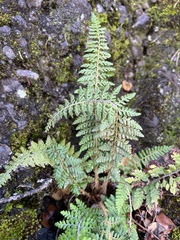 Polystichum haleakalense