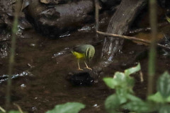 Basileuterus culicivorus