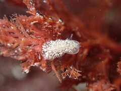 Corambe steinbergae