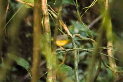 Basileuterus culicivorus