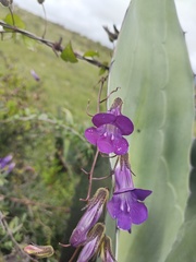 Maurandya barclayana