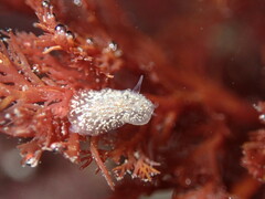 Corambe steinbergae