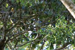 Myiodynastes luteiventris