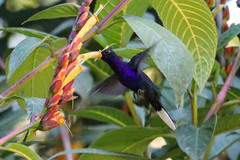 Campylopterus hemileucurus