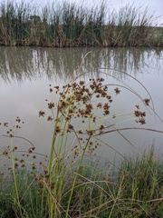 Cyperus entrerianus
