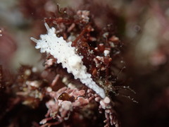 Aegires albopunctatus