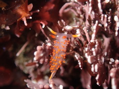 Austraeolis stearnsi