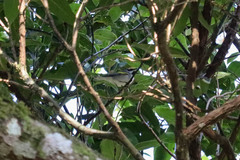 Vermivora chrysoptera