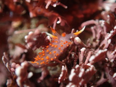 Austraeolis stearnsi