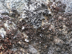 Umbilicaria cylindrica