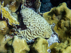 Millepora complanata
