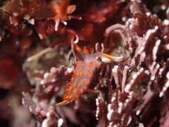 Austraeolis stearnsi