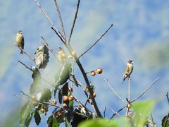 Chloris ambigua