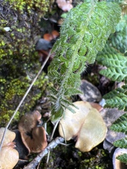 Polystichum haleakalense