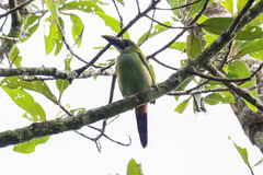 Aulacorhynchus prasinus