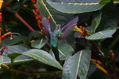 Campylopterus hemileucurus