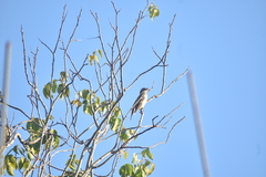 Pheucticus ludovicianus