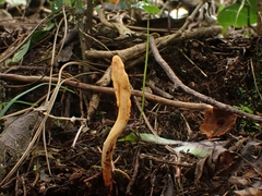 Ophiocordyceps melolonthae