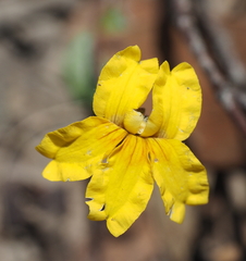 Goodenia lanata